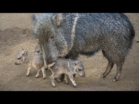 iCare: Saving the Chacoan Peccary