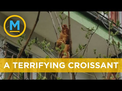 Neighbourhood in Poland terrorized by menacing croissant in tree | Your Morning