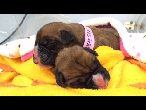 Couple Gets Two Puppies After Spending $100,000 To Clone Deceased Dog