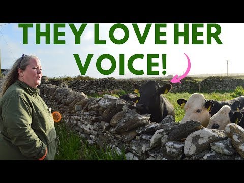 COWS RUNNING AND BEGGING FOR HER TO SING IN IRELAND