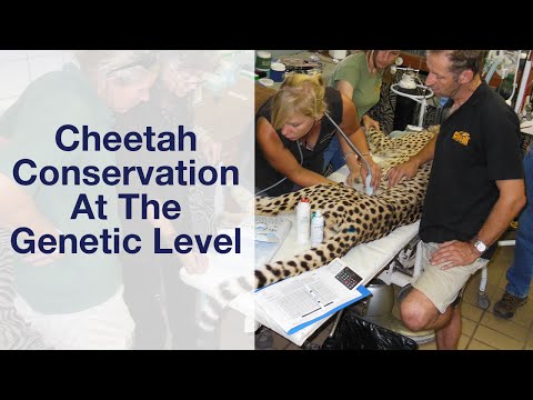 Cheetah Conservation At The Genetic Level