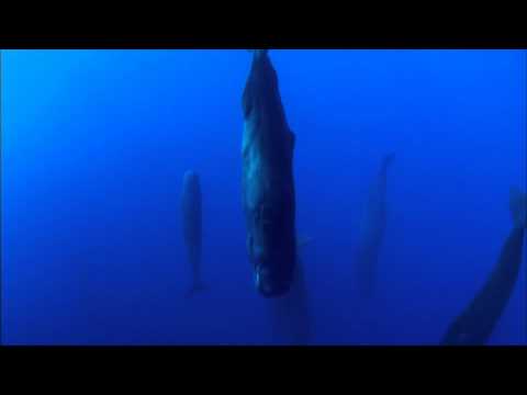 Sperm Whales Sleeping - Discovery Ch. Magic of the Blue