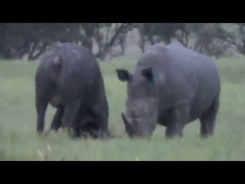 Epic Battle of Rhino vs. Buffalo