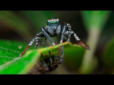 Spid-a-boo (Jotus remus)