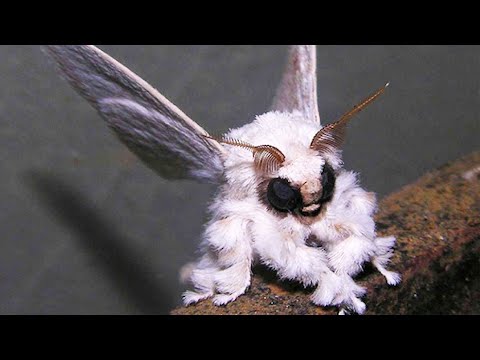 Venezuelan Poodle Moth - Animal of the Week