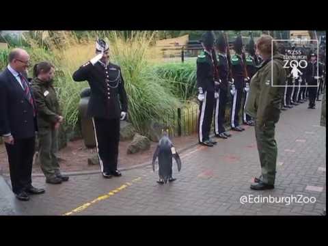 Sir Nils Olav promoted to Brigadier by Norwegian King&#039;s Guard