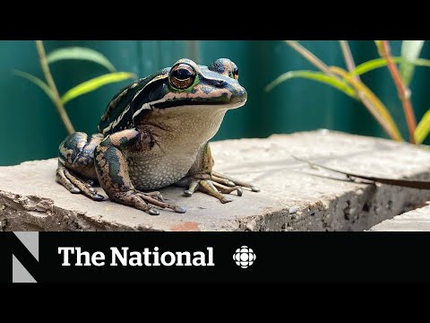 Homemade saunas help frogs fight disease