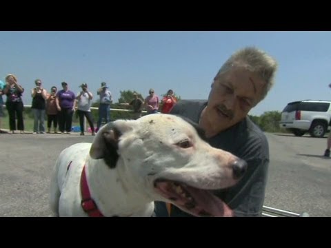 10 Heartwarming Stories Of Pets Who Survived Natural Disasters  Videos  - 18