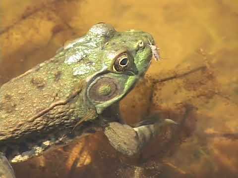 Green Frog