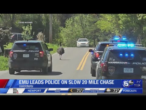 Emu leads police on chase in Harriman