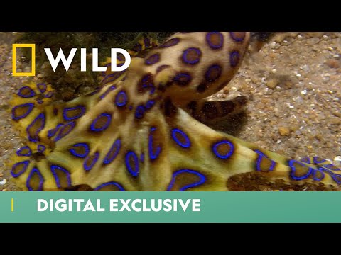 This Killer Octopus Is Both Beauty &amp; Brains | Deadliest Month Ever | National Geographic UK