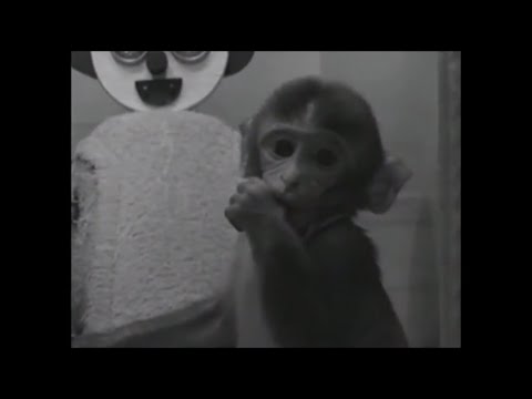 The Importance of Hugs - Contact-comfort &amp; Harry Harlow&#039;s Monkey Love Experiments