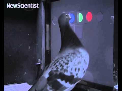 Bird-brained pigeons perform like primates