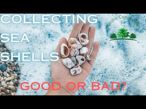 Collect Sea Shells: Is it good or bad? | Impact on environment | Nature Connection