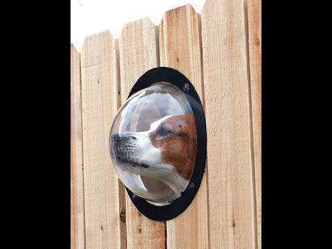 10 Best Inventions For Dog Owners - 77