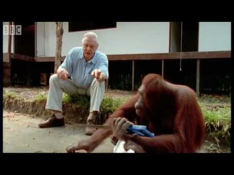 Top 10 Memorable Attenborough Moments   2020 - 59