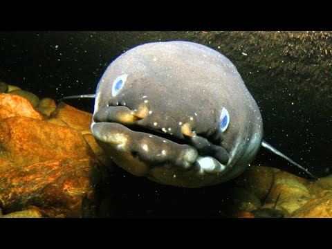 Freshwater Eel Facts (also a LITTLE saltwater) | Animal Fact Files