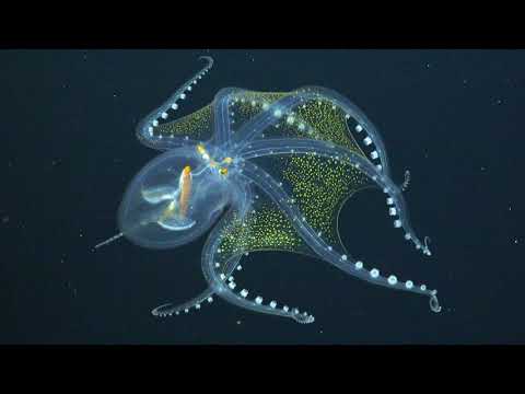 Glass Octopus Captured in Rare Footage By Underwater Robot