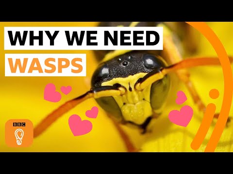 Why wasps are just as wonderful as bees | BBC Ideas