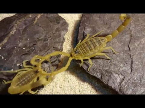 How scorpions help kill cancer