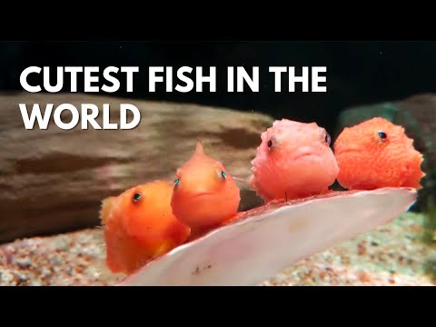 The Lumpfish: Most Adorable Fish Ever With Built-In Suction Cup
