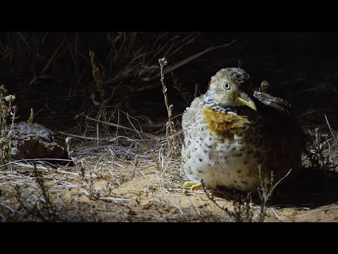 A Home for the Plains-Wanderer