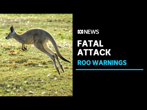 Man killed in Western Australia after being attacked by his &#039;pet&#039; kangaroo | ABC News