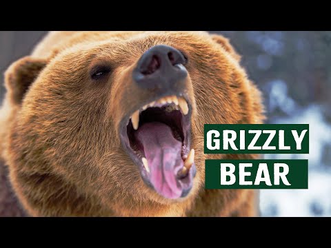 The World Of Grizzly Bears: A Journey Through Yellowstone National Park | Grizzly Country