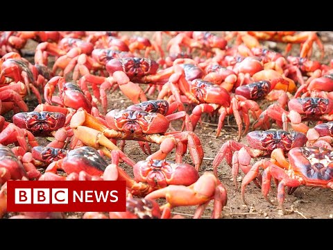 Millions of red crabs swarm across roads and bridges in Australia - BBC News