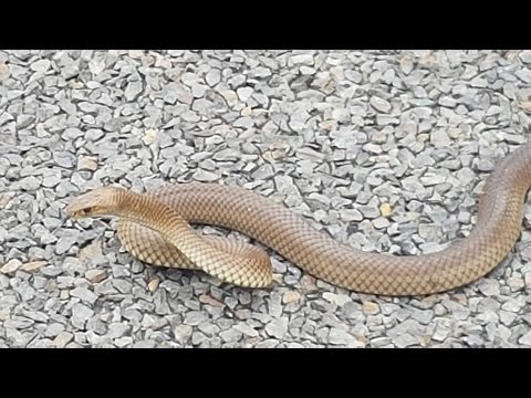 Australia&#039;s deadliest snake, the eastern brown snake