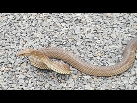 Top 10 Most Venomous Snakes - 32