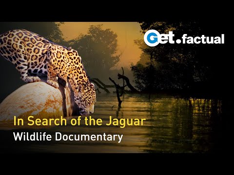 The Phantom Cat - South America&#039;s Jaguar | Full Wildlife Documentary
