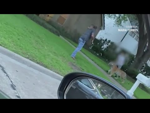 Tiger in Houston neighborhood: Off-duty deputy shares moment he came face-to-face with animal