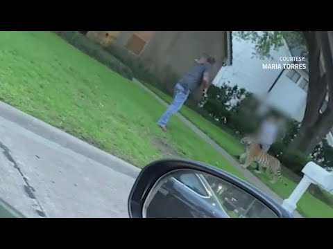 Tiger in Houston neighborhood: Off-duty deputy shares moment he came face-to-face with animal