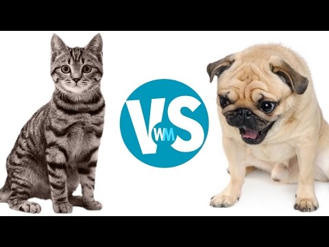 Cats Vs Dogs: Which Makes a Better Pet?