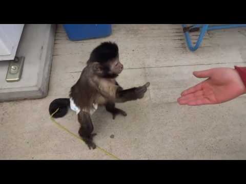 Monkey Buys Drink From Vending Machine Funny Videos