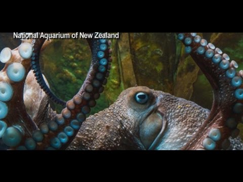 Octopus Escapes From New Zealand Aquarium