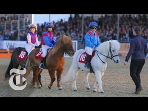Shetland Pony Grand National | Op-Docs | The New York Times