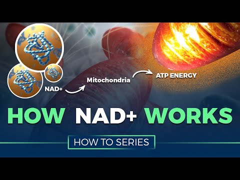 How NAD+ Works - HOW TO SERIES