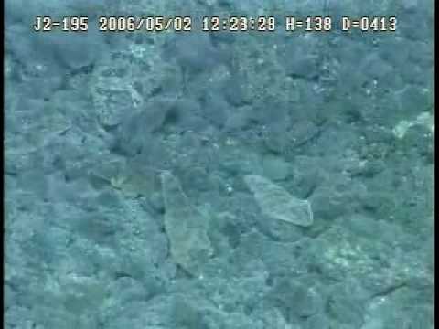 Submarine Ring of Fire 2006: Sulfur Cauldron Tonguefish