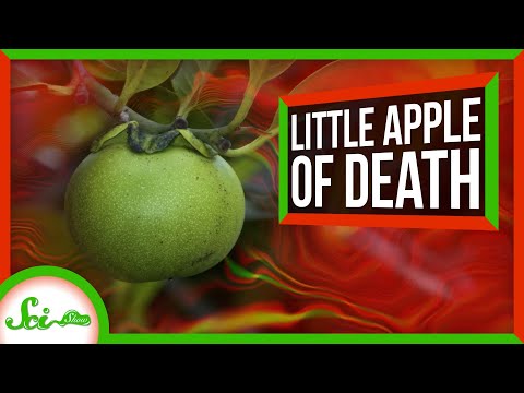The Little Apple of Death