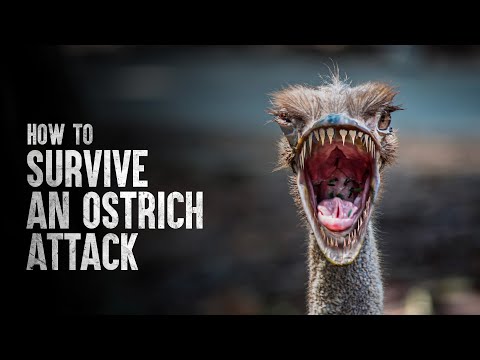 How to Survive an Ostrich Attack