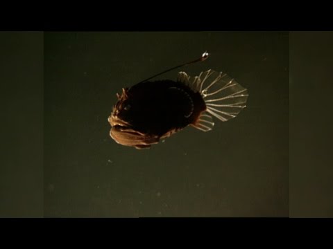 The Female Angler Fish&#039;s Strangest Appendage: The Male Angler Fish