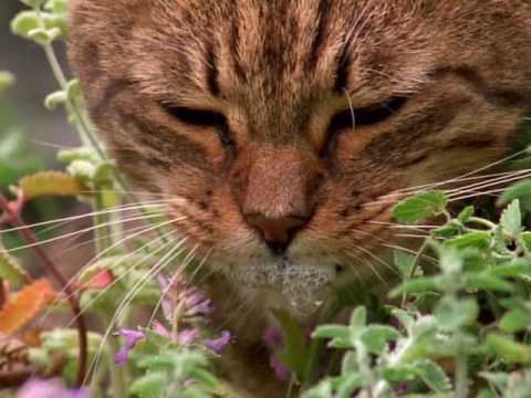 How catnip gets cats high