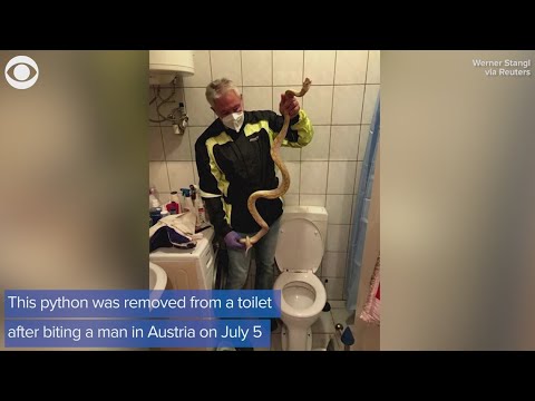 Snake bites Austrian man using toilet