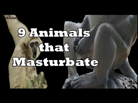 9 Animals that MASTURB*TE : How animals Masturb*te!