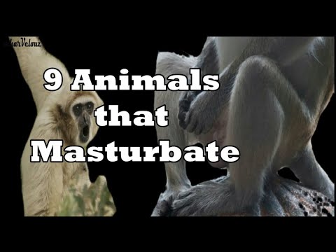 Top 10 Weirder and Kinkier Things Bats Do Than Sucking Blood - 80