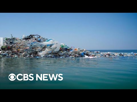 Great Pacific Garbage Patch home to dozens of marine species, study says
