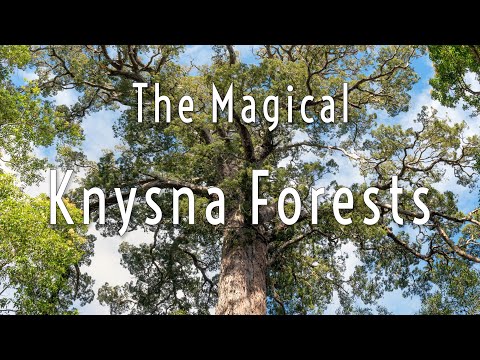 The Magical Knysna Forests