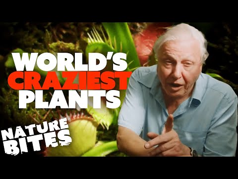 David Attenborough Explains: World&#039;s Craziest Plants